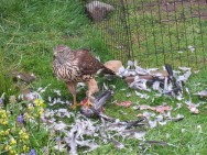 Jonge havik in de tuin