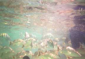Vissen (onder water) in Xel-Ha
